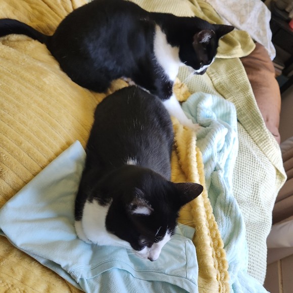 Meet your Posher, Lisa - Picture 1 of 1